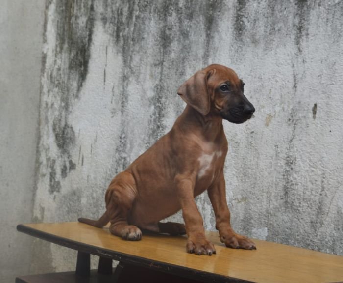 DogsIndia.com - Rhodesian Ridgeback - Rajan Alwar