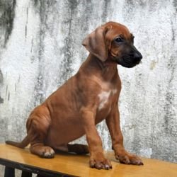 DogsIndia.com - Rhodesian Ridgeback - Rajan Alwar
