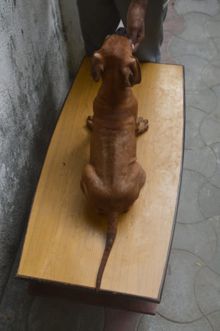 DogsIndia.com - Rhodesian Ridgeback - Rajan Alwar