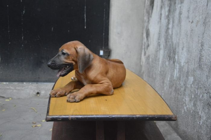 DogsIndia.com - Rhodesian Ridgeback - Rajan Alwar
