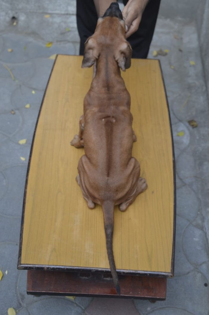 DogsIndia.com - Rhodesian Ridgeback - Rajan Alwar