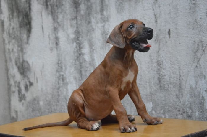 DogsIndia.com - Rhodesian Ridgeback - Rajan Alwar