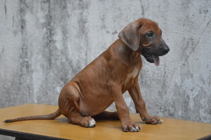 DogsIndia.com - Rhodesian Ridgeback - Rajan Alwar