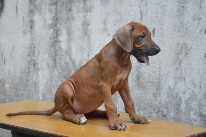 DogsIndia.com - Rhodesian Ridgeback - Rajan Alwar