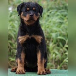 DogsIndia.com - Rottweiler - Marathon Riders