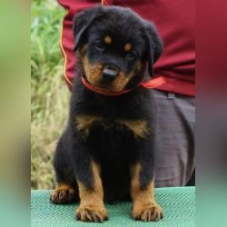 DogsIndia.com - Rottweiler - Amith - Marathon Riders