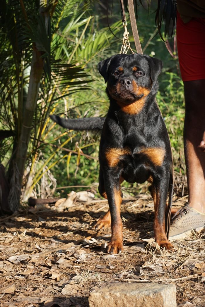 DogsIndia.com - Rottweiler - Marathon Riders