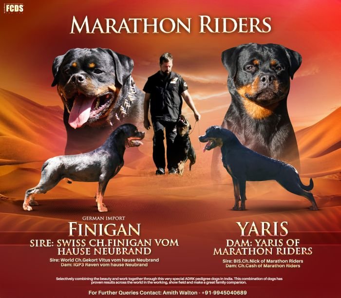 DogsIndia.com - Rottweiler - Marathon Riders