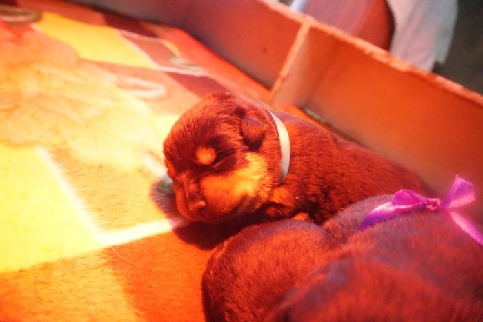 DogsIndia.com - Rottweiler - Marathon Riders