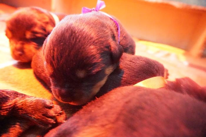 DogsIndia.com - Rottweiler - Marathon Riders