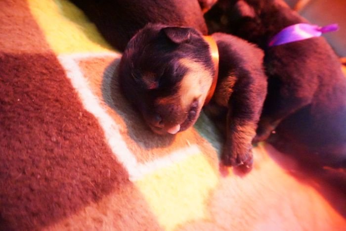 DogsIndia.com - Rottweiler - Marathon Riders