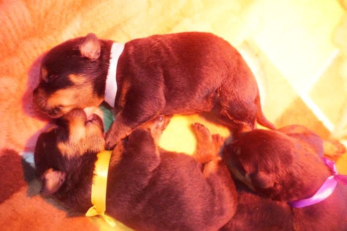 DogsIndia.com - Rottweiler - Marathon Riders