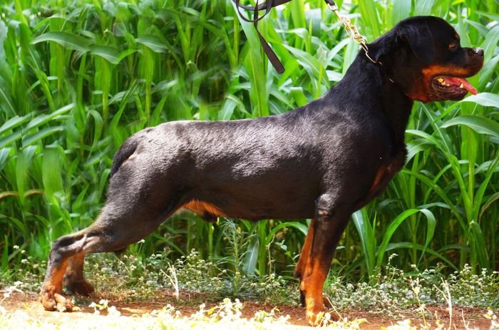 DogsIndia.com - Rottweiler - Marathon Riders