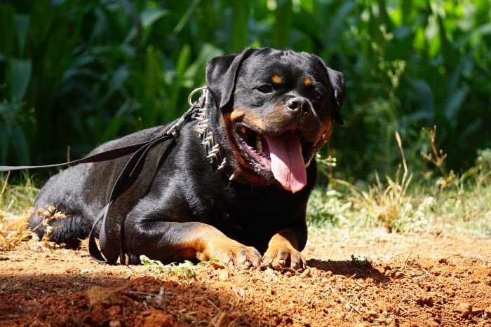 DogsIndia.com - Rottweiler - Marathon Riders