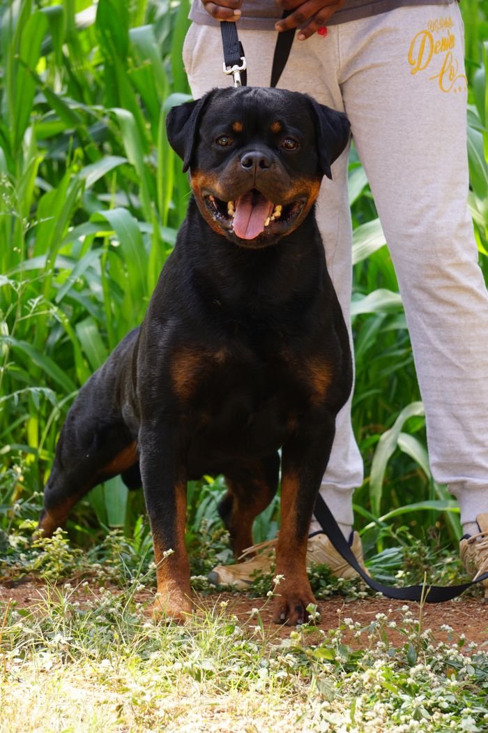 DogsIndia.com - Rottweiler - Marathon Riders
