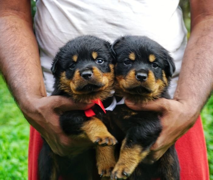 DogsIndia.com - Rottweiler - Marathon Riders