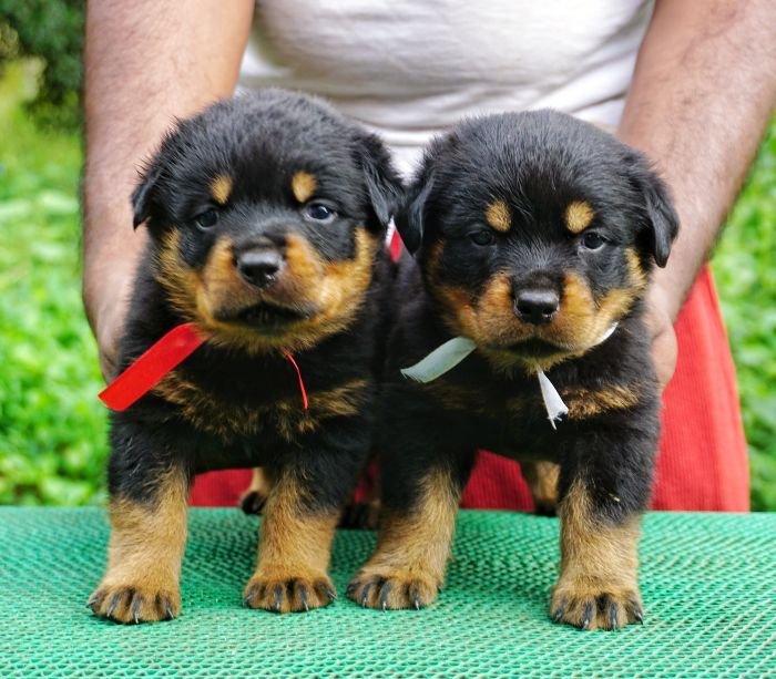 DogsIndia.com - Rottweiler - Marathon Riders