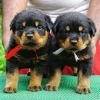 DogsIndia.com - Rottweiler - Marathon Riders