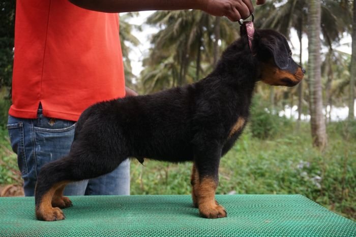 DogsIndia.com - Rottweiler - Marathon Riders