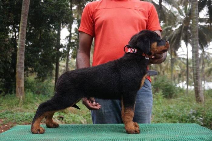 DogsIndia.com - Rottweiler - Marathon Riders
