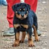 DogsIndia.com - Rottweiler - Marathon Riders