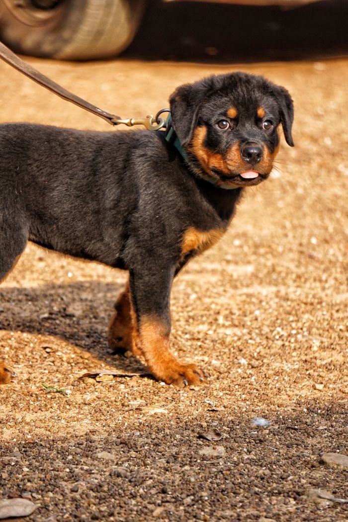 DogsIndia.com - Rottweiler - Marathon Riders