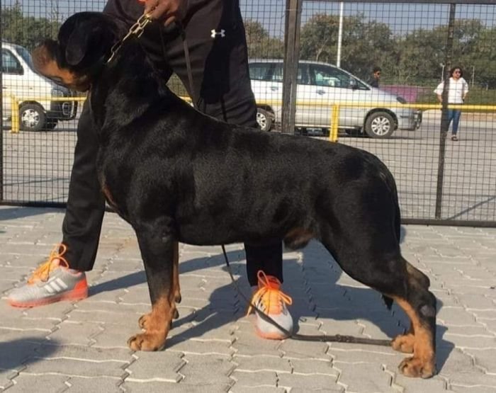DogsIndia.com - Rottweiler - Nishmaar's Kennel