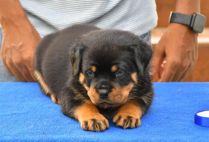 DogsIndia.com - Rottweiler - Nishmaar's Kennel
