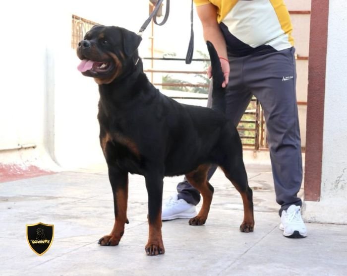 DogsIndia.com - Rottweiler - Sawant's Kennel - Nilesh Sawant