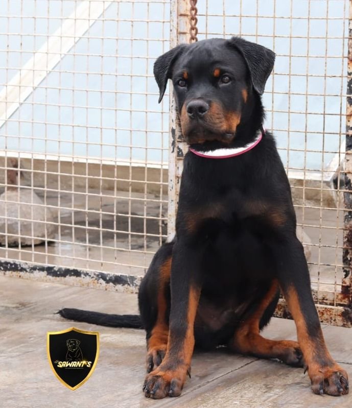 DogsIndia.com - Rottweiler - Sawant's Kennel - Nilesh Sawant