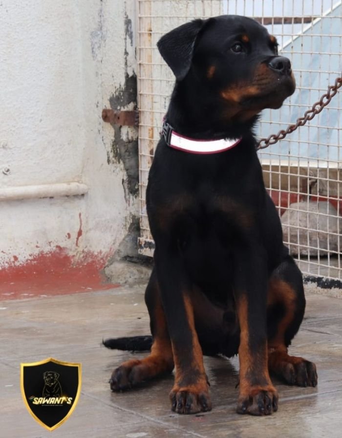 DogsIndia.com - Rottweiler - Sawant's Kennel - Nilesh Sawant