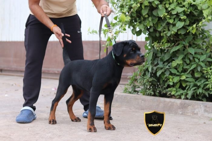 DogsIndia.com - Rottweiler - Sawant's Kennel - Nilesh Sawant