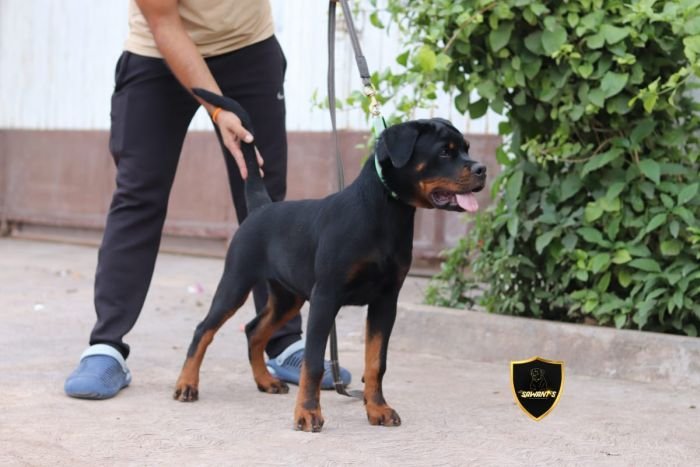 DogsIndia.com - Rottweiler - Sawant's Kennel - Nilesh Sawant