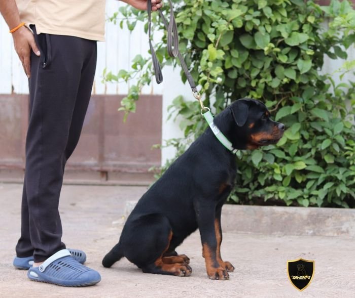 DogsIndia.com - Rottweiler - Sawant's Kennel - Nilesh Sawant