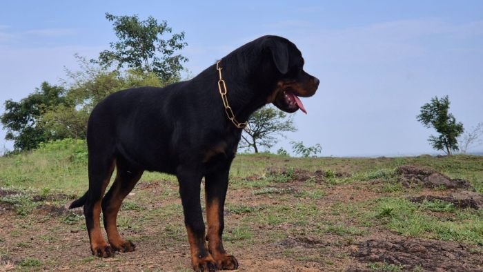 DogsIndia.com - Rottweiler - Sawant's Kennel - Nilesh Sawant