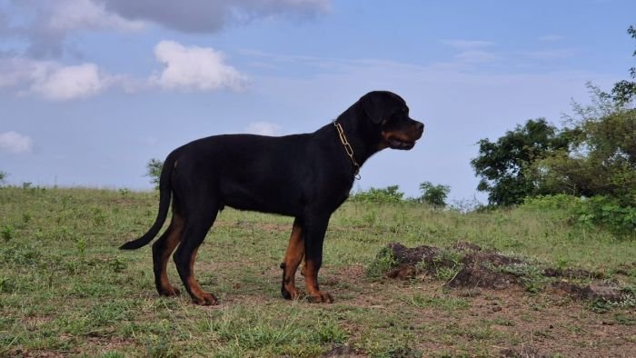 DogsIndia.com - Rottweiler - Sawant's Kennel - Nilesh Sawant