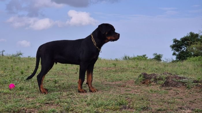 DogsIndia.com - Rottweiler - Sawant's Kennel - Nilesh Sawant