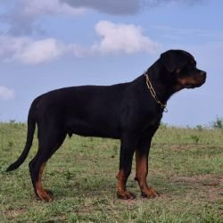 DogsIndia.com - Rottweiler - Sawant's Kennel - Nilesh Sawant