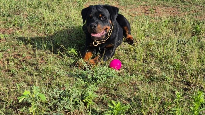 DogsIndia.com - Rottweiler - Sawant's Kennel - Nilesh Sawant