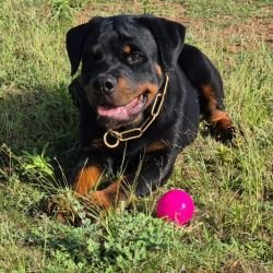 DogsIndia.com - Rottweiler - Sawant's Kennel - Nilesh Sawant