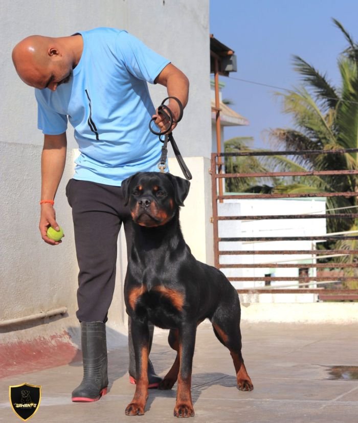 DogsIndia.com - Rottweiler - Sawant's Kennel - Nilesh Sawant