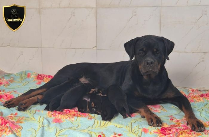 DogsIndia.com - Rottweiler - Sawant's Kennel - Nilesh Sawant