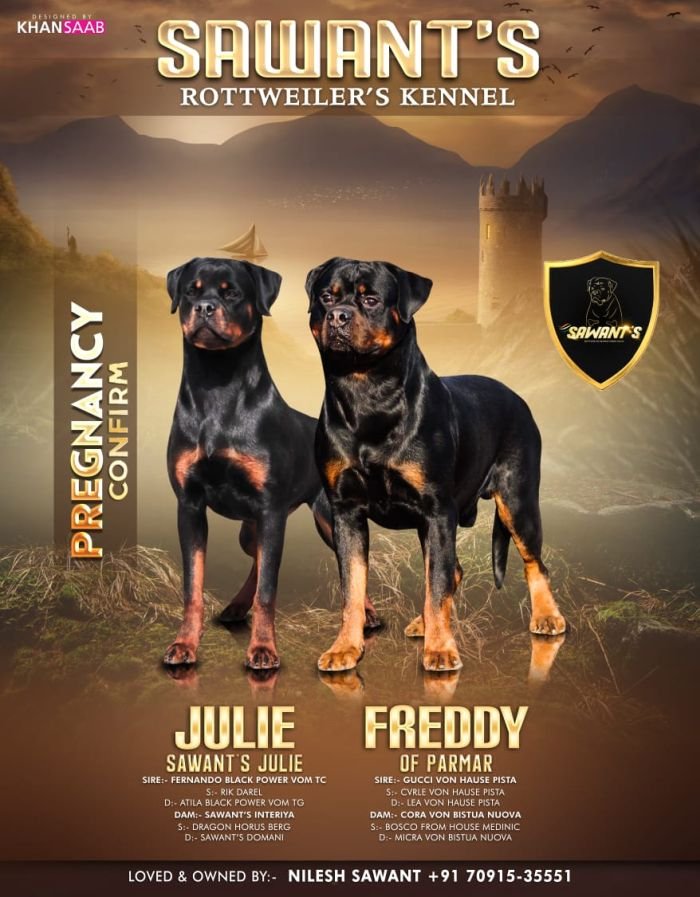 DogsIndia.com - Rottweiler - Sawant's Kennel - Nilesh Sawant