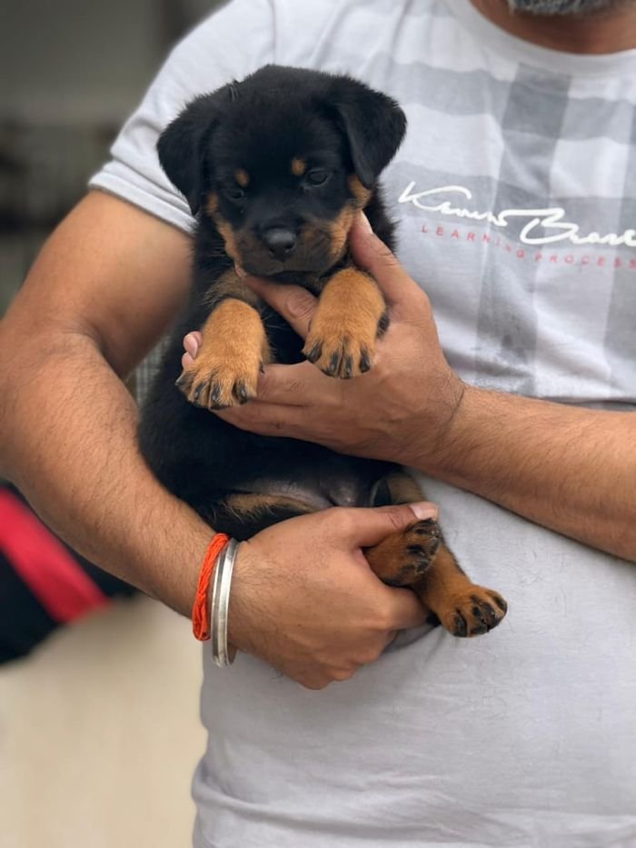 DogsIndia.com - Rottweiler - Sawant's Kennel - Nilesh Sawant