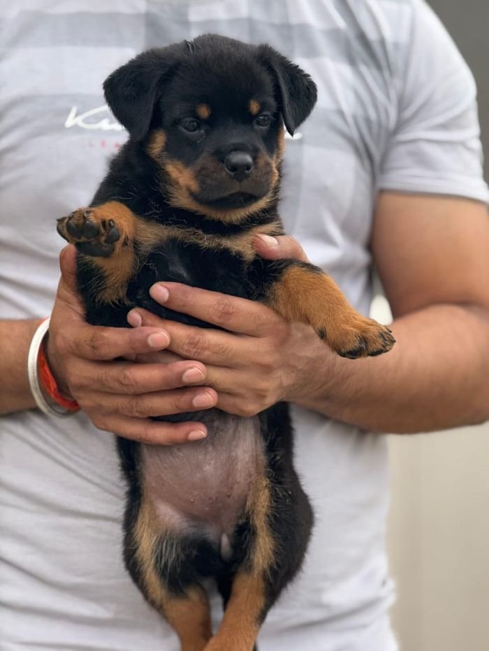 DogsIndia.com - Rottweiler - Sawant's Kennel - Nilesh Sawant