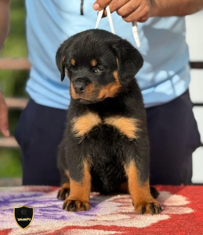 DogsIndia.com - Rottweiler - Sawant's Kennel - Nilesh Sawant