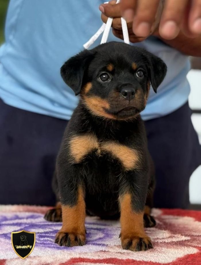 DogsIndia.com - Rottweiler - Sawant's Kennel - Nilesh Sawant