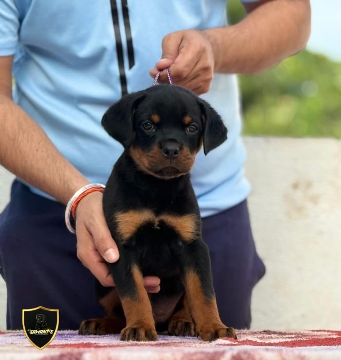 DogsIndia.com - Rottweiler - Sawant's Kennel - Nilesh Sawant