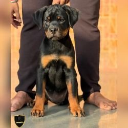 DogsIndia.com - Rottweiler - Sawant's Kennel - Nilesh Sawant