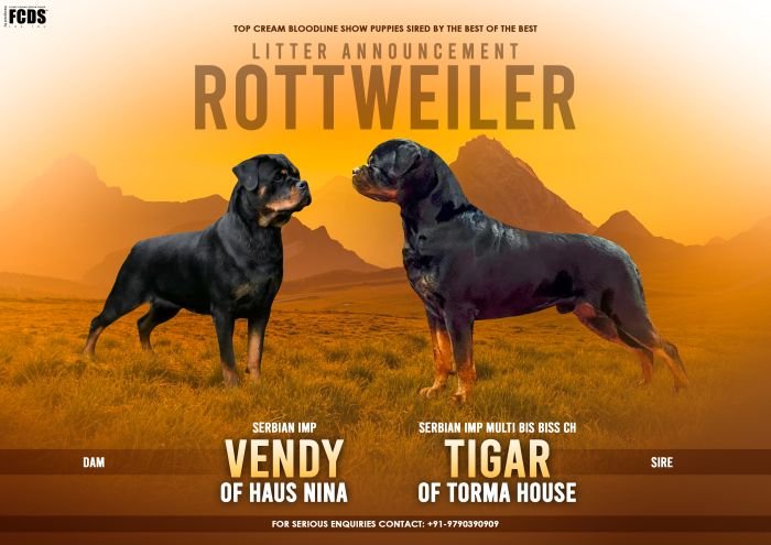 DogsIndia.com - Rottweiler - Logesh Waran - Whiteshadows